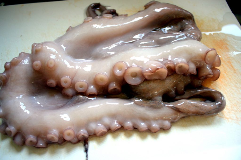 Pulpo fritto – Frittierter Octopus